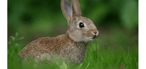 Bunny image