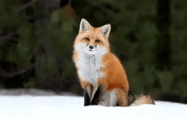 Fox image