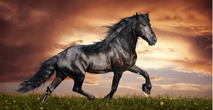 Horse image
